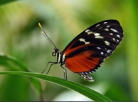 پارک پروانه های کوالالامپور مالزی