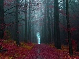 جنگل سیاه آلمان